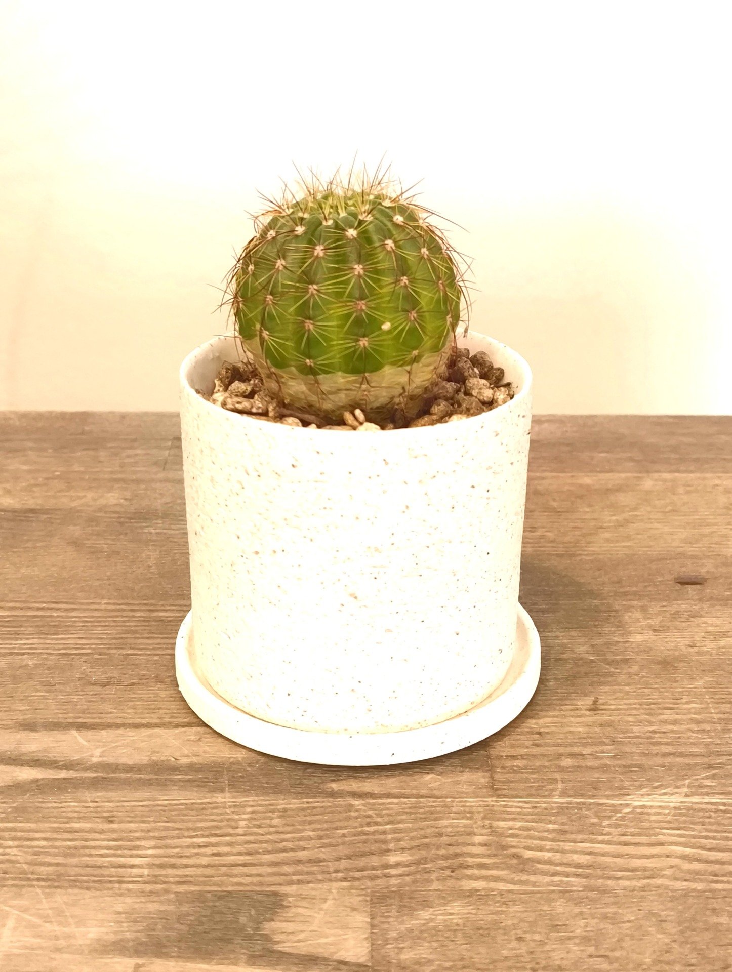 サボテン