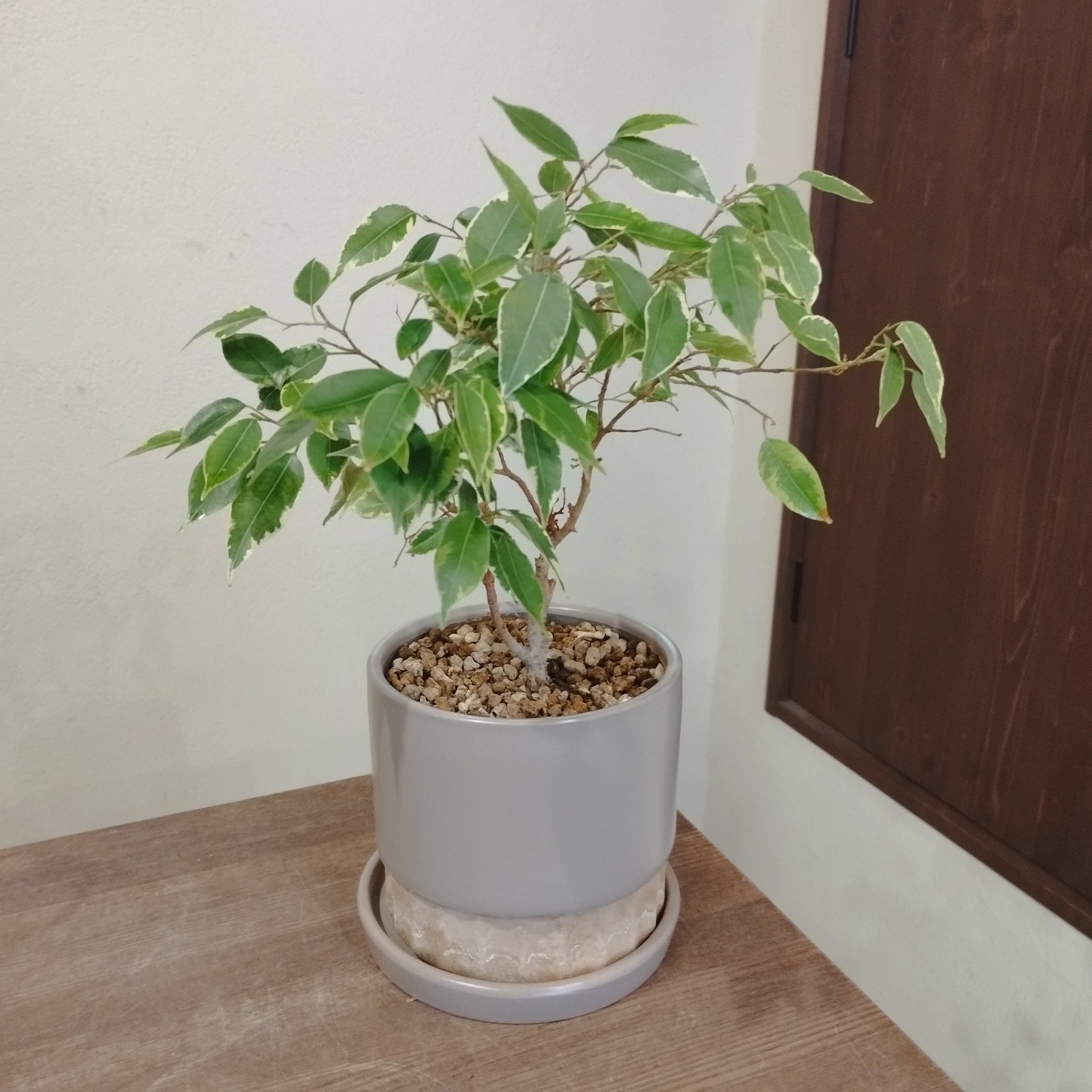 フィカス　ベンジャミン　ラブリー