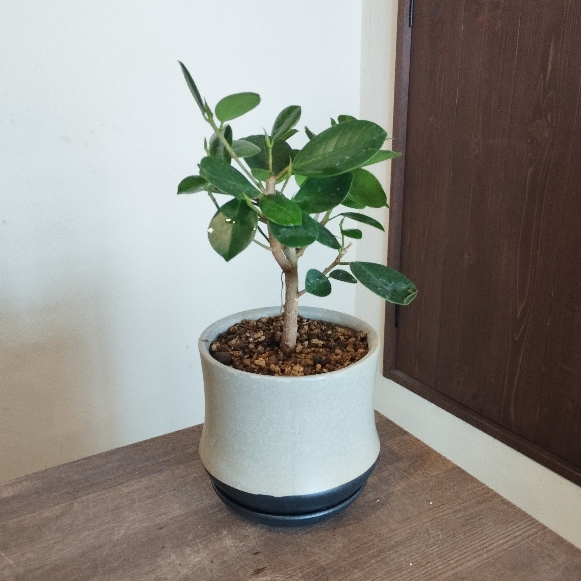 希少種・パンダガジュマル】