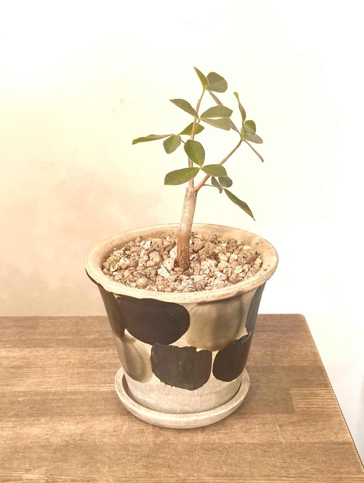 コミフォラ オルビクラリス