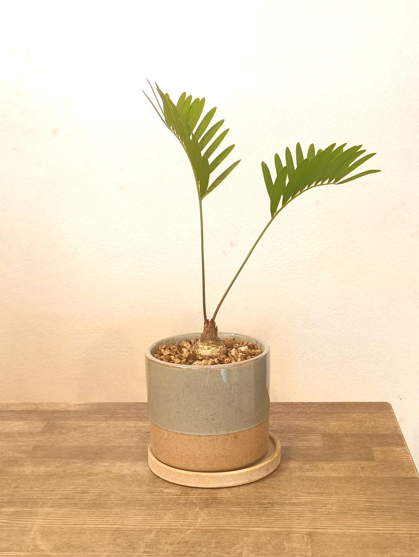 ザミア　フロリダーナ