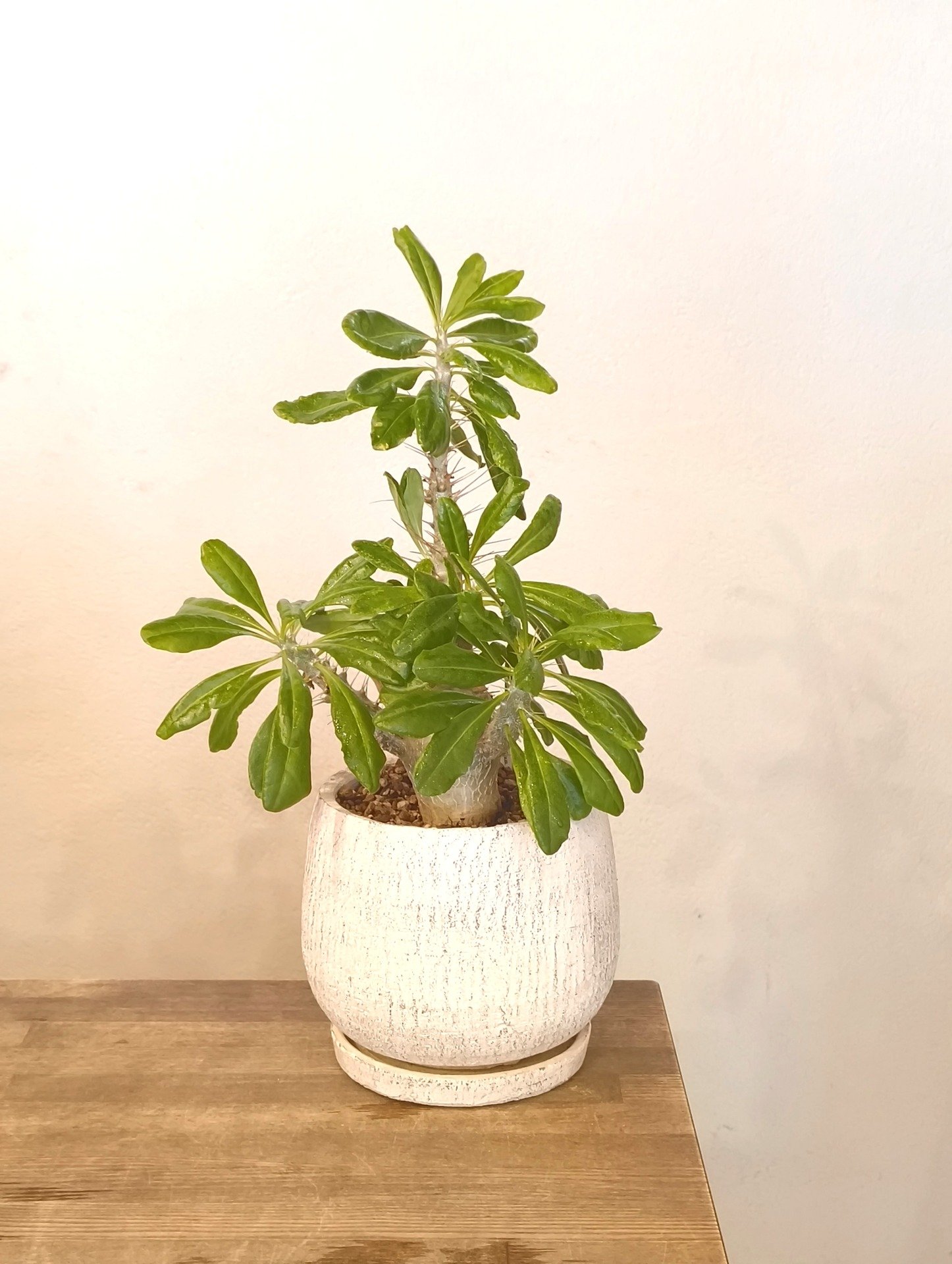 パキポディウム　サウンデルシー　白馬城