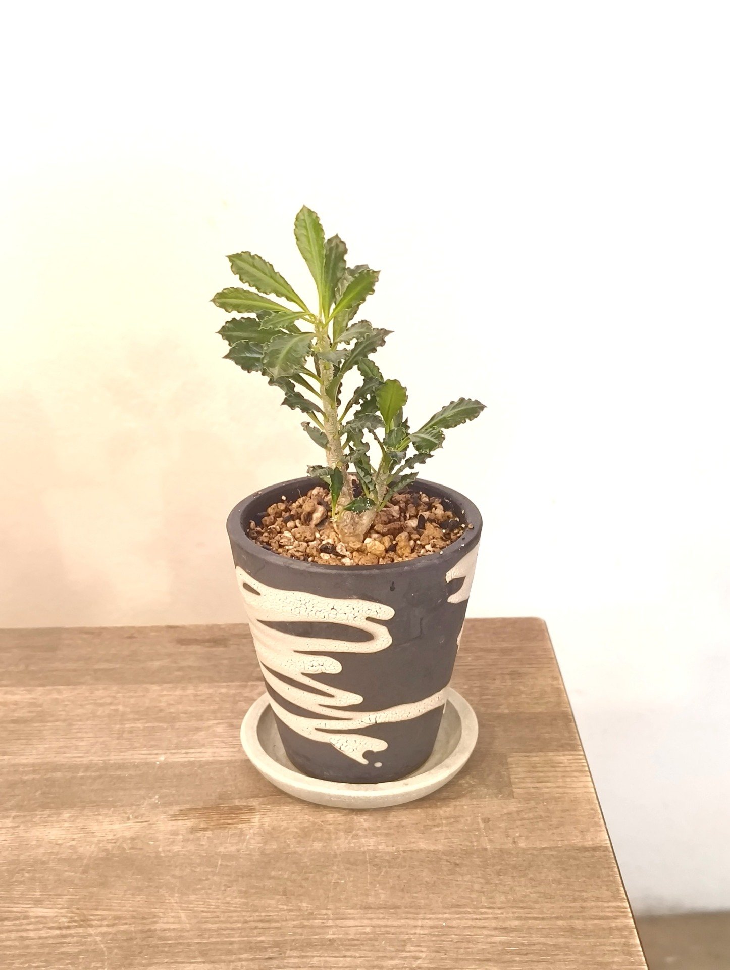 ユーフォルビア カプサインテマリエンシス - 京都二条の観葉植物専門店