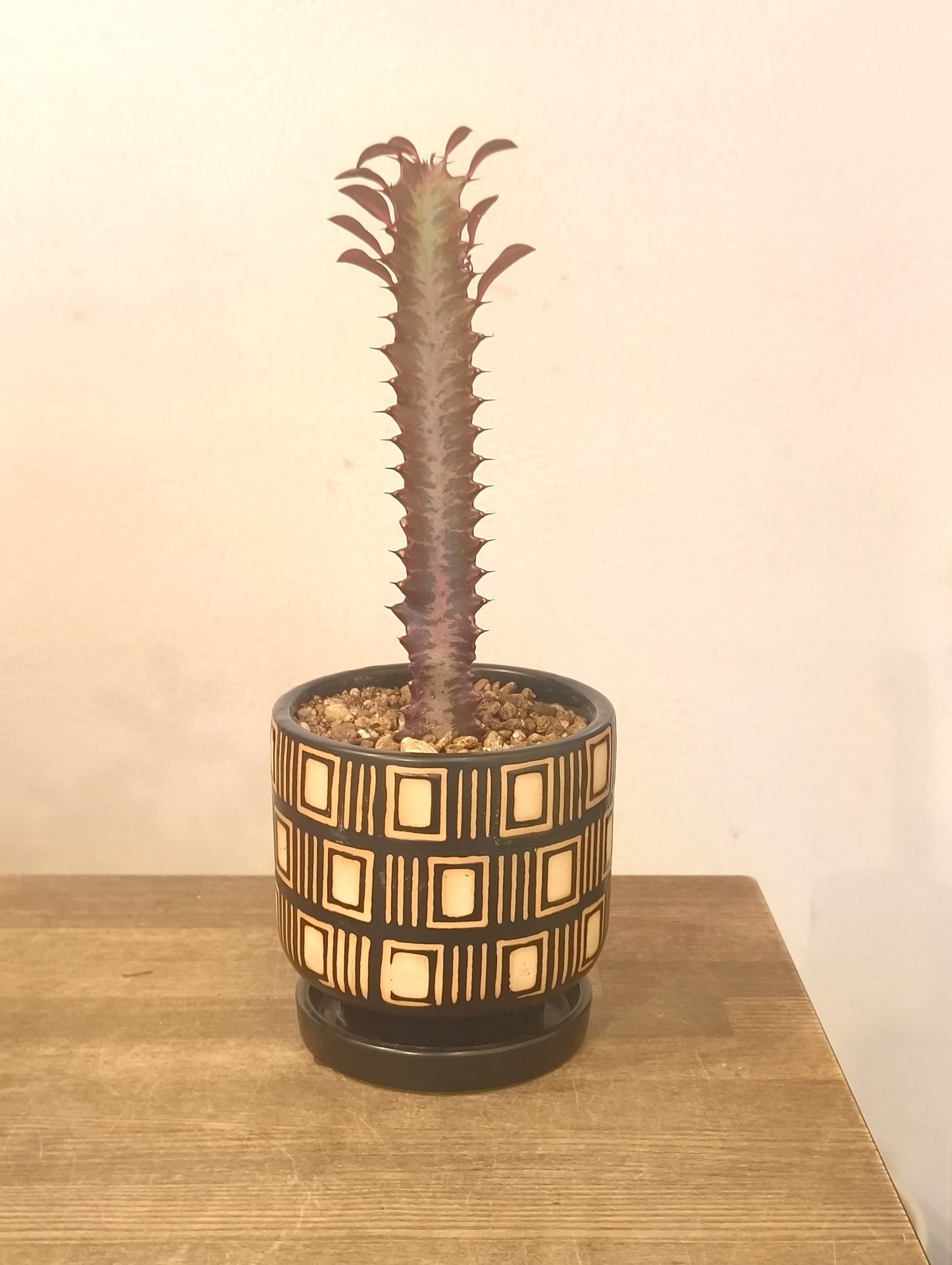 ユーフォルビア ベニバ サイウンカク(彩雲閣)