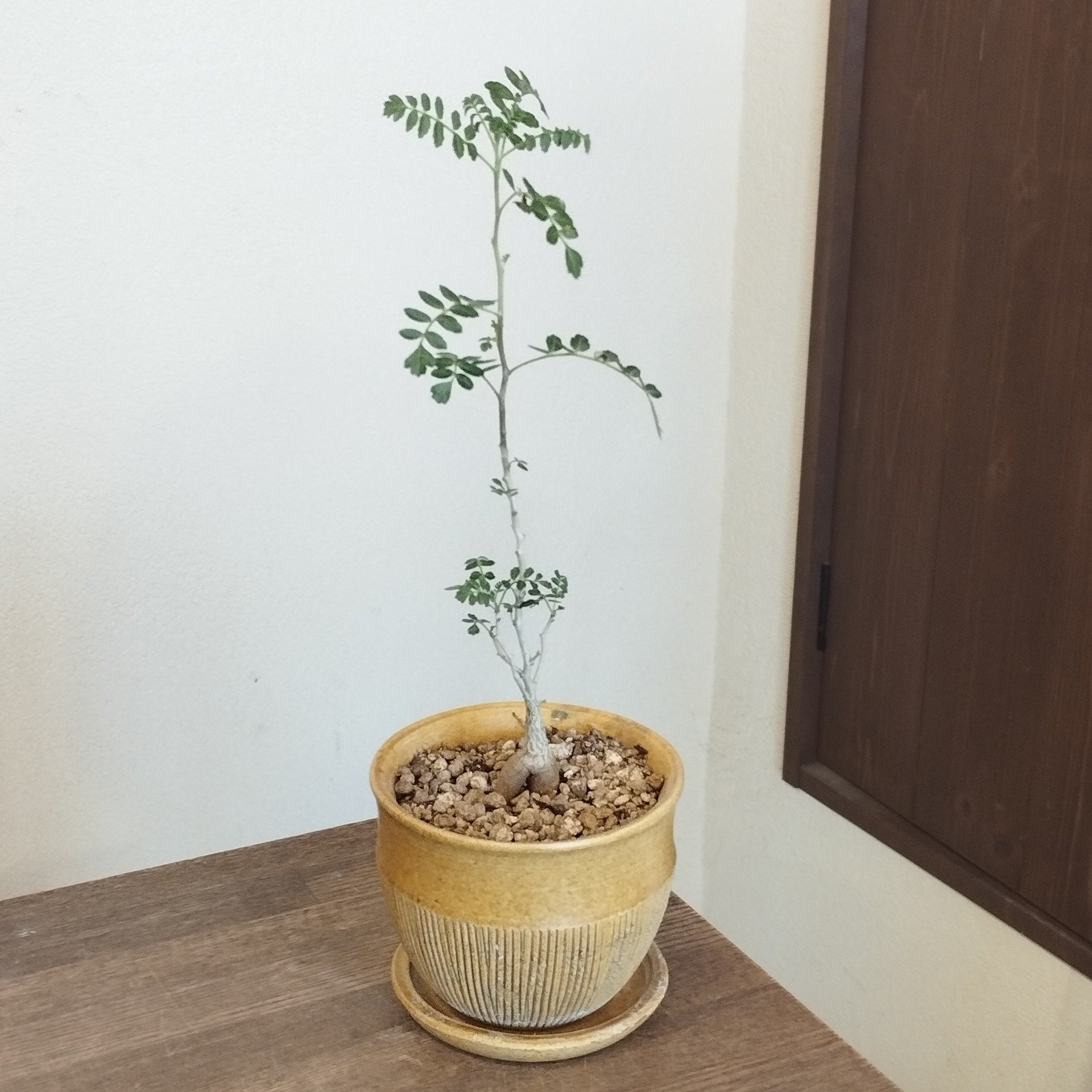 パキコムルス ディスカラー 象の木