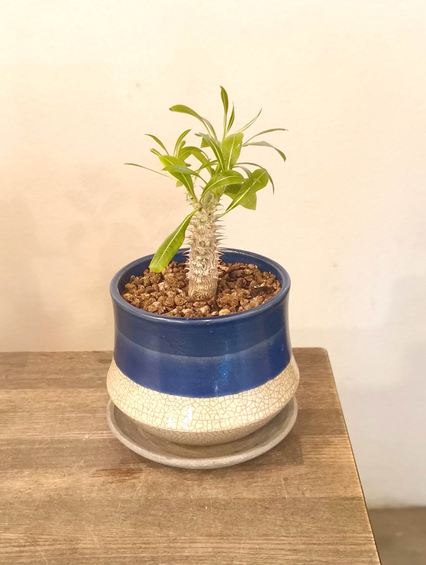 パキポディウム　ホロベンセ