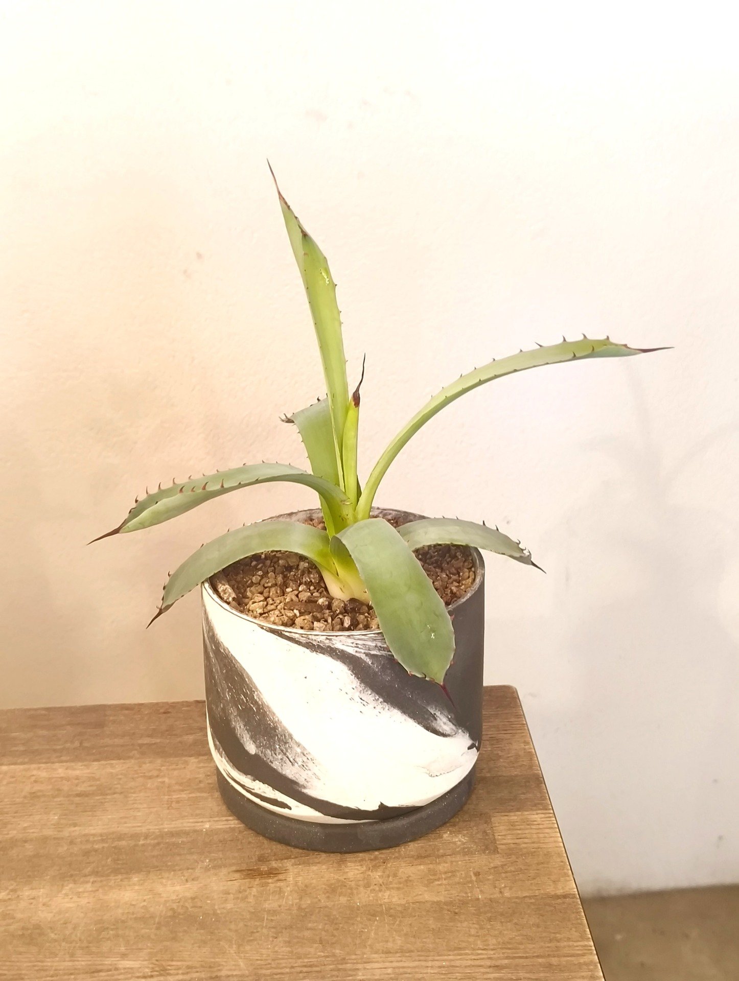 アガベ　パリー　トルンカータ