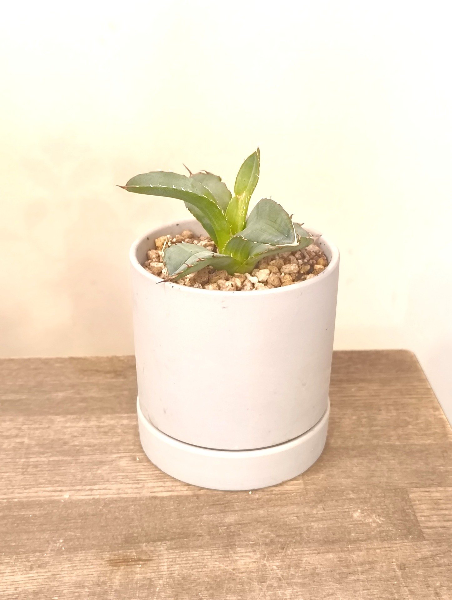 アガベ　ホワイトアイス