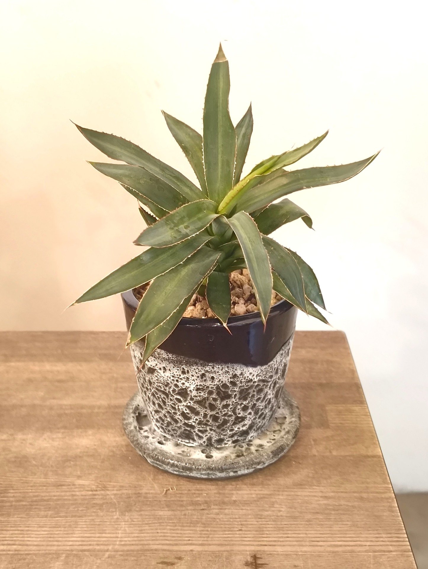 アガベ　ロファンタ