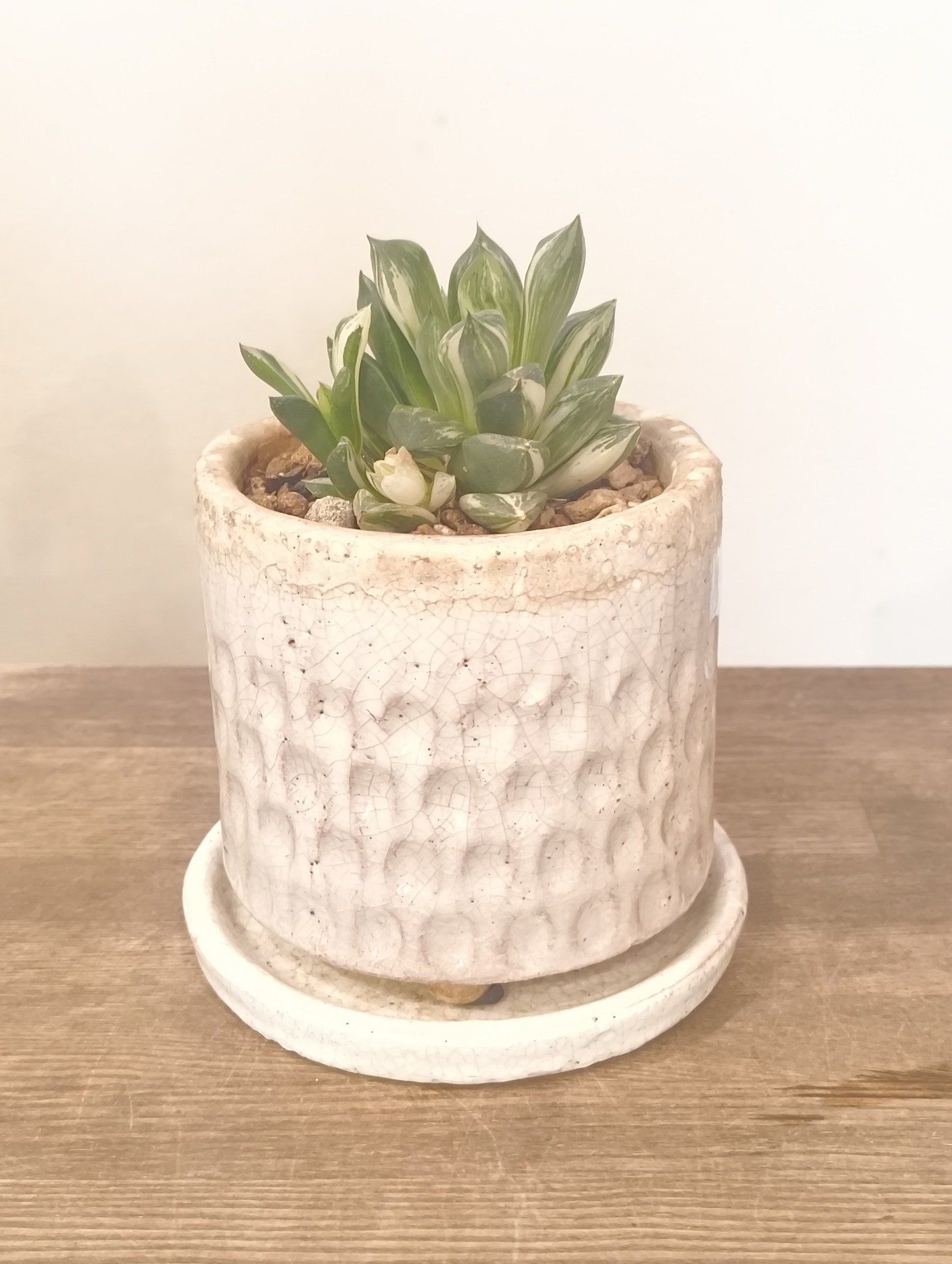 ハウォルチア (斑入り)