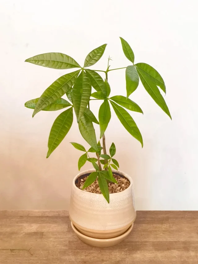 京都二条の観葉植物専門店｜tree garden haru / ハル - Bivi二条